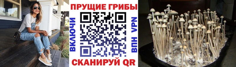 блэк спрут ССЫЛКА  цены   Долинск  Псилоцибиновые грибы GOLDEN TEACHER 